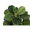 Monarch Specialties Artificial Plant, 14" Tall, Ficus, Indoor, Faux, Fake, Table, Greenery, Potted, Set Of 2, Decorative I 9585 - alternate 4